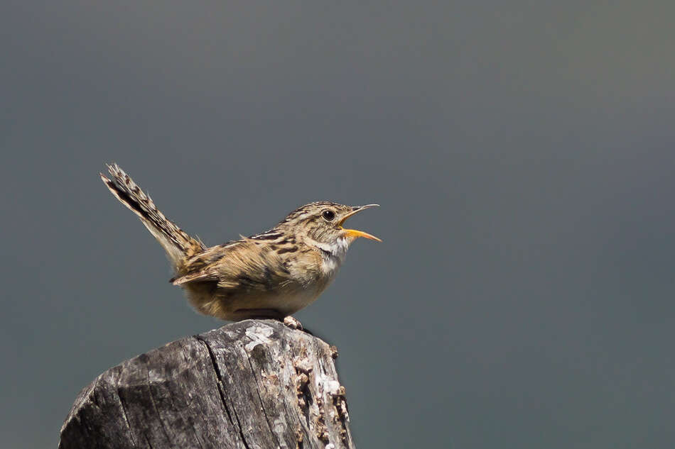 Image of Grass Wren