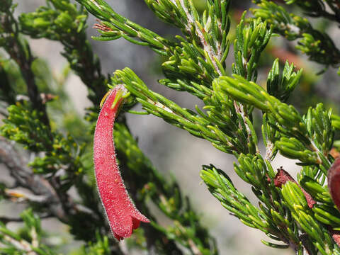 Imagem de Erica wendlandiana Klotzsch