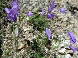 Image of Campanula tanfanii Podlech