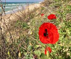 Imagem de Papaver umbonatum Boiss.