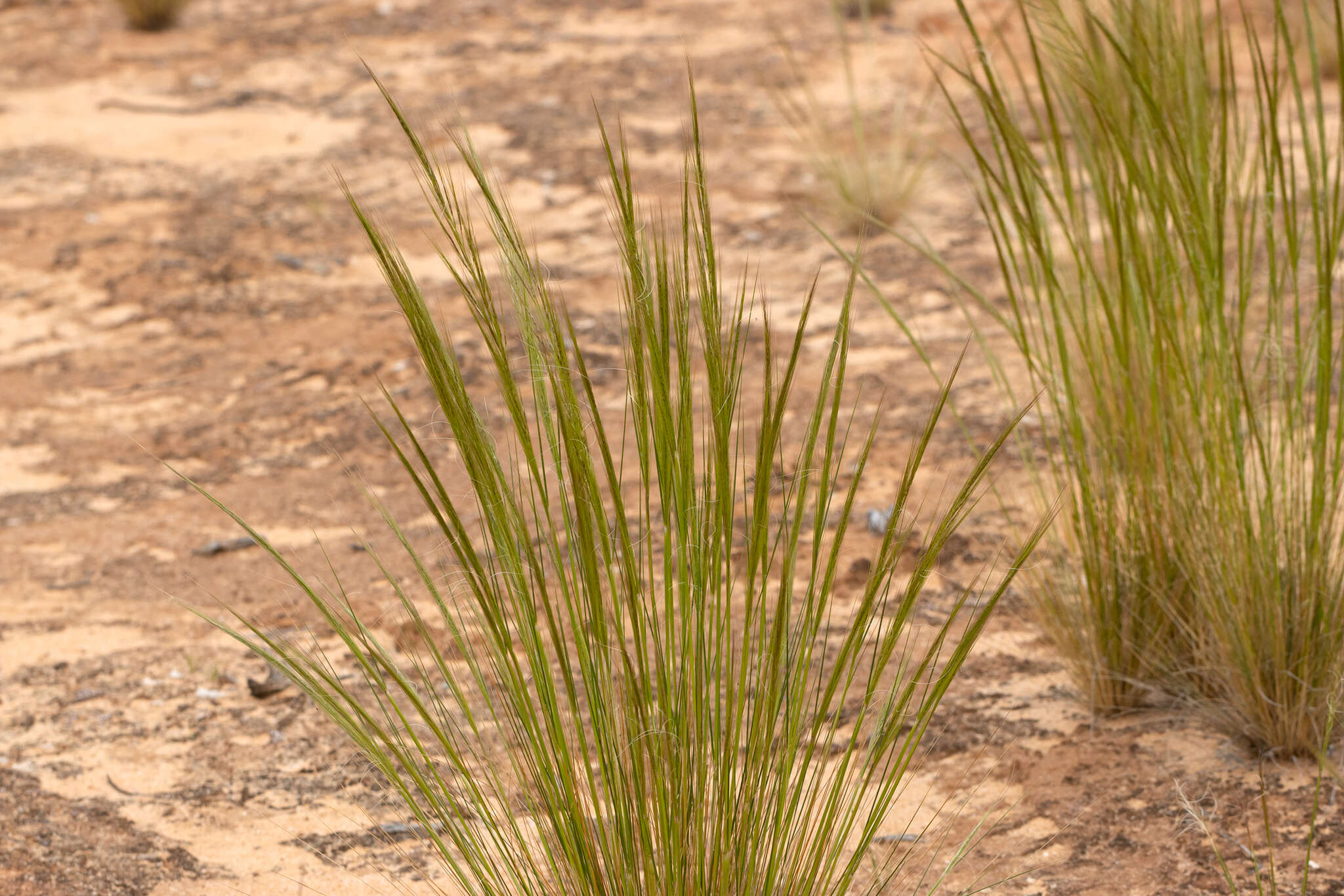 Image of Austrostipa nitida (Summerh. & C. E. Hubb.) S. W. L. Jacobs & J. Everett