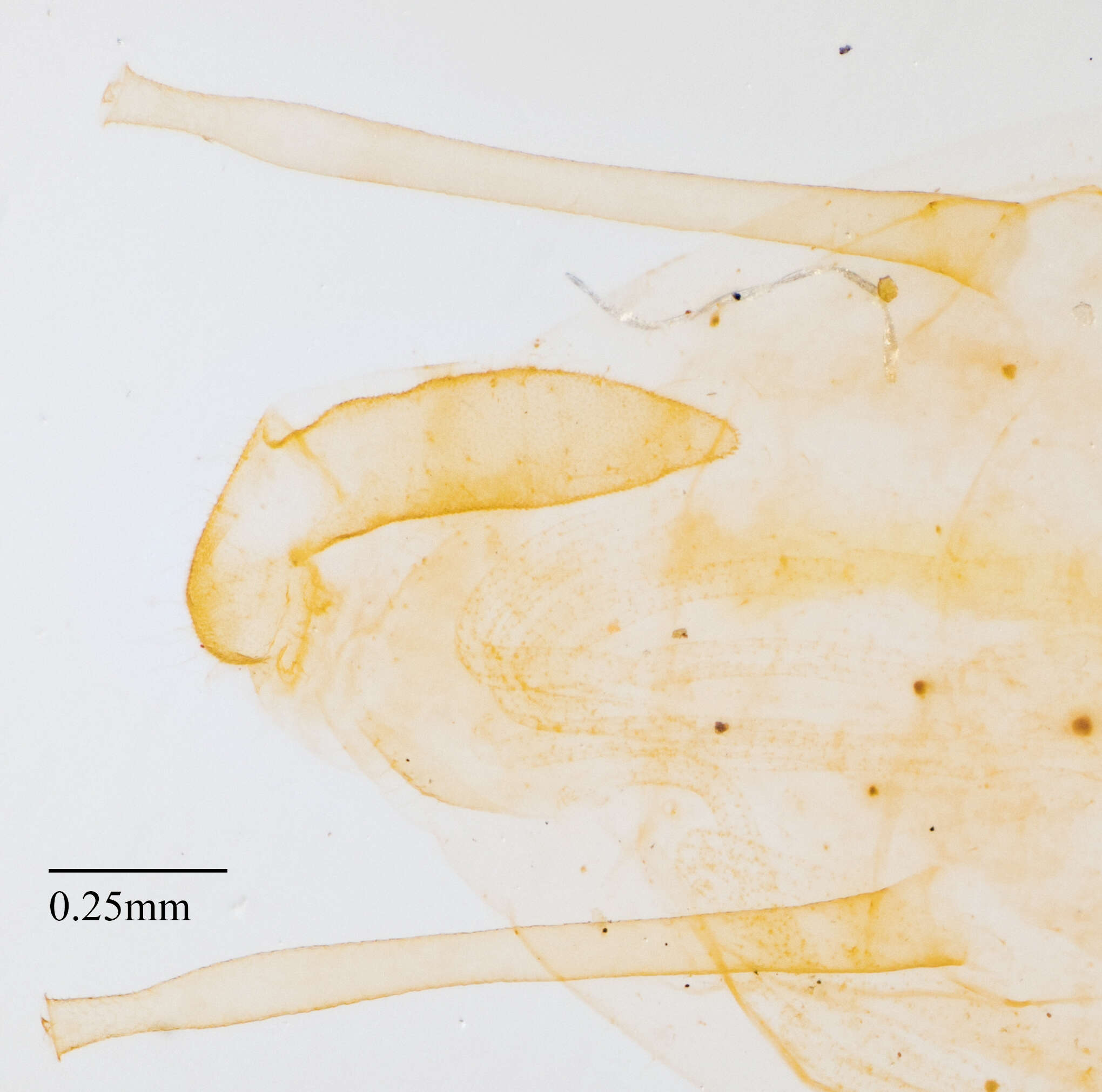 Imagem de Illinoia (Amphorinophora) crystleae (Smith, C. F. & Knowlton 1939)