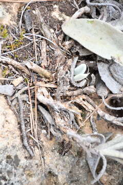 Image of Phlomis crinita Cav.