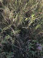 Plancia ëd Muhlenbergia frondosa (Poir.) Fernald