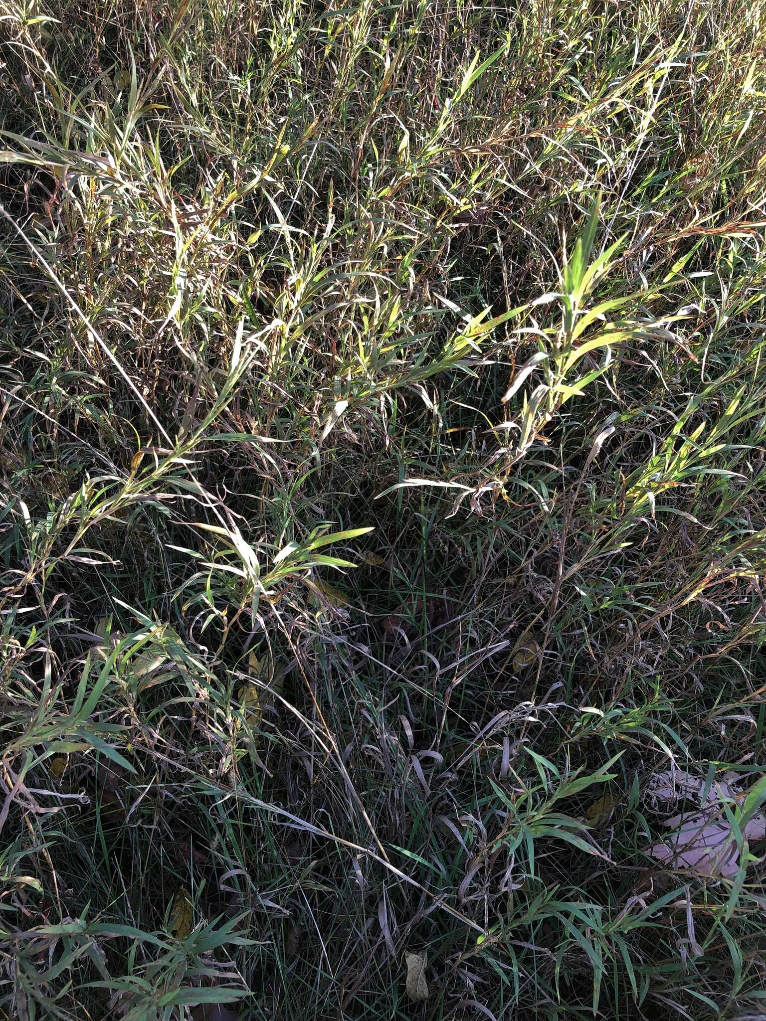 Imagem de Muhlenbergia frondosa (Poir.) Fernald