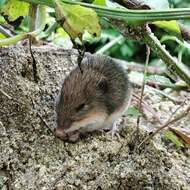 Image de Heteromys pictus (Thomas 1893)