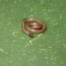 Image of Speckled Dwarf Short-tail Snake