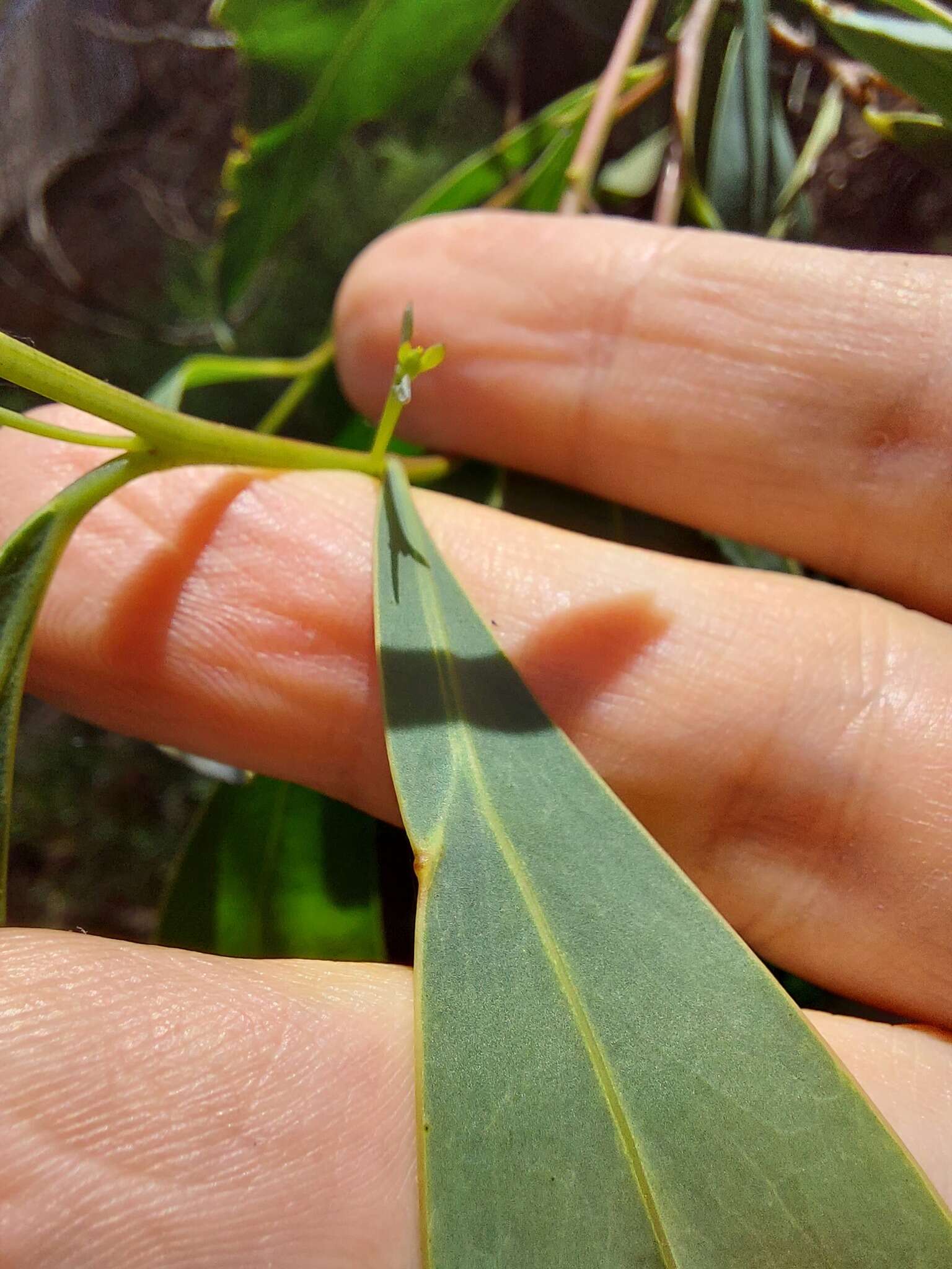 Image of Acacia falciformis DC.