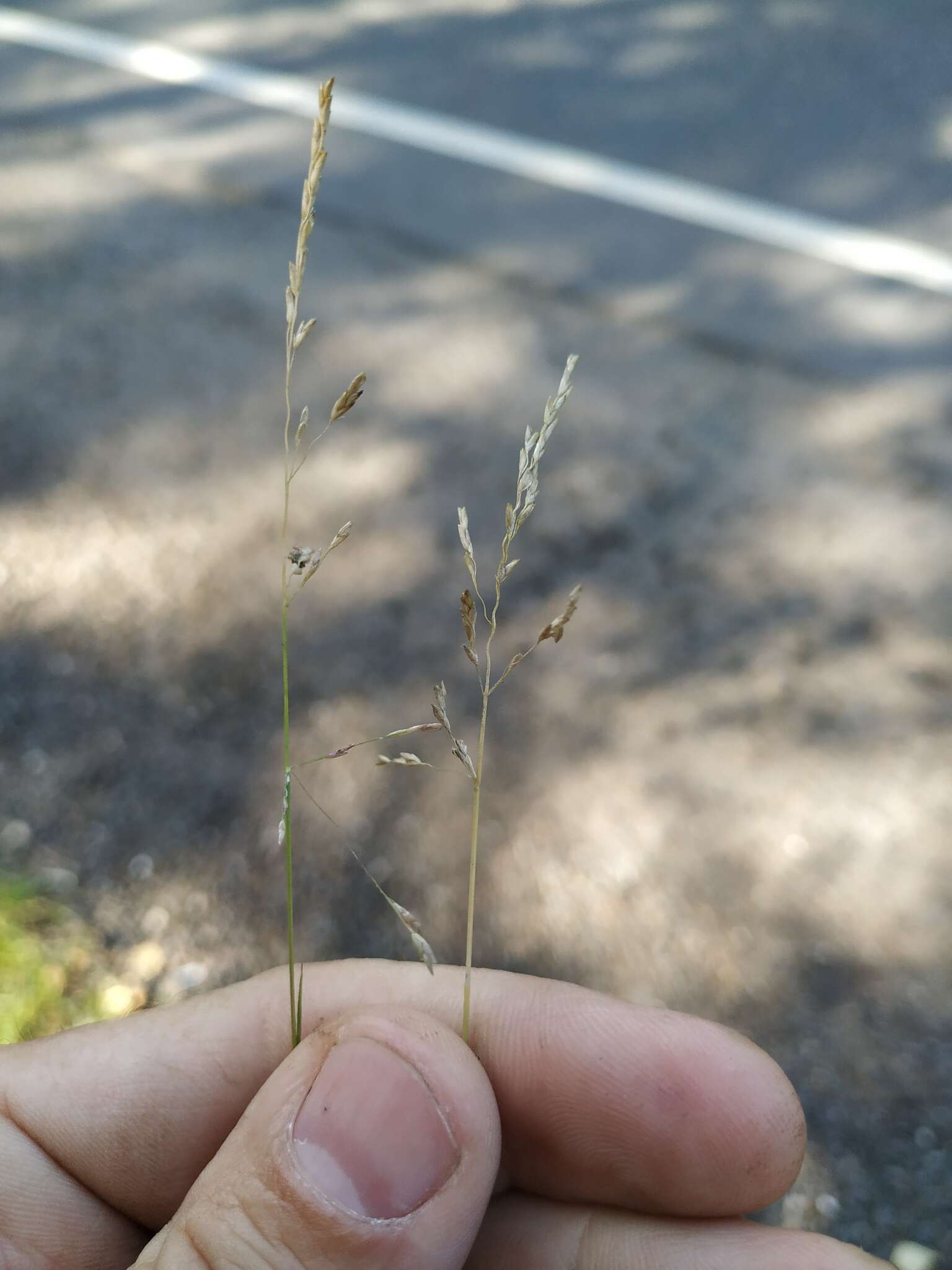 Image of Weeping alkali grass