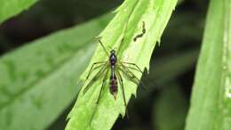 Image de Ptychoptera quadrifasciata Say 1824