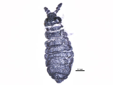 Image of blind springtails
