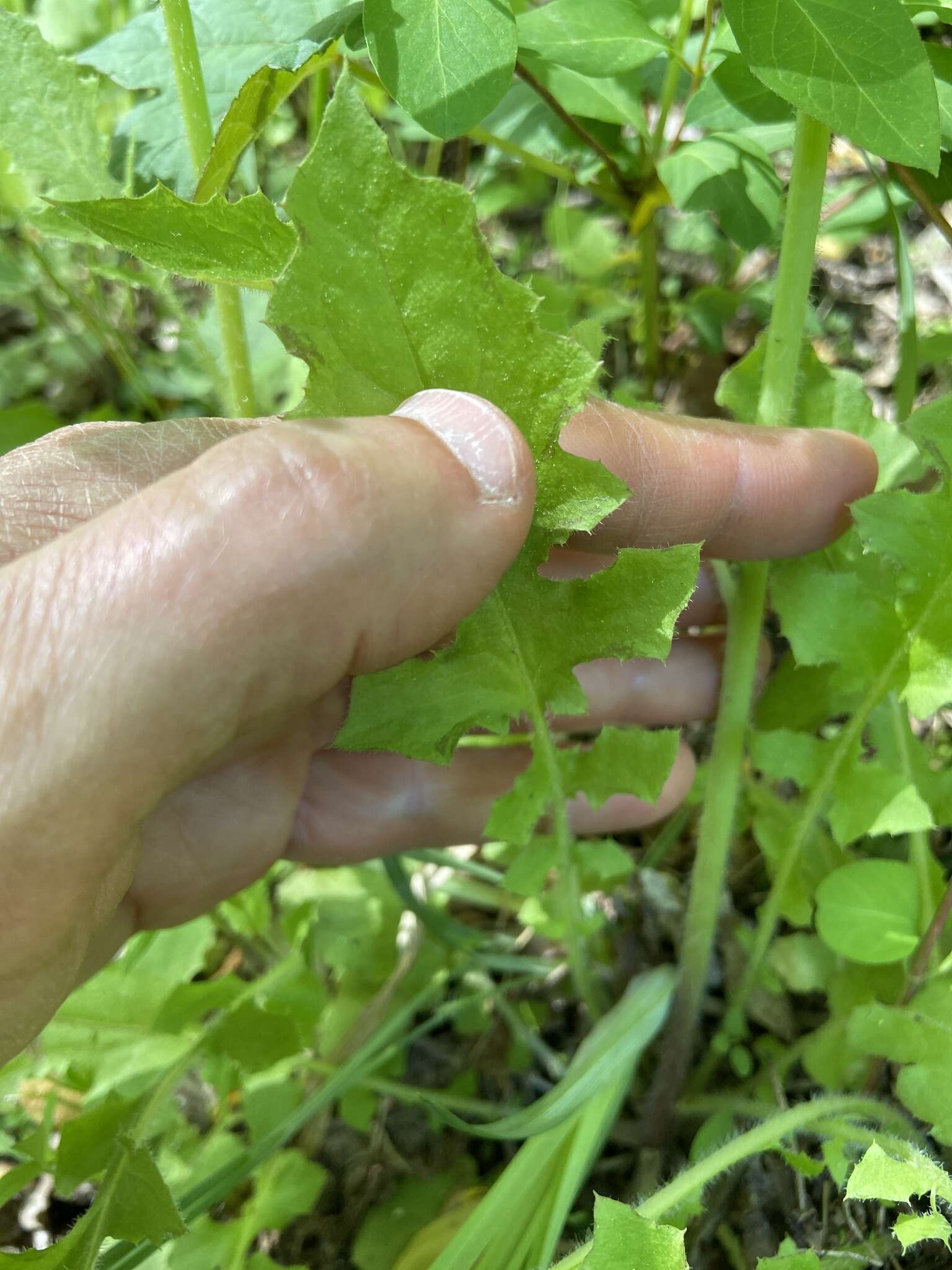 صورة Youngia japonica subsp. japonica