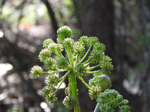 Image of Giant Angelica