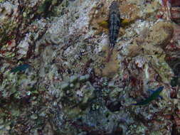 Image of Pink-margined Parrotfish