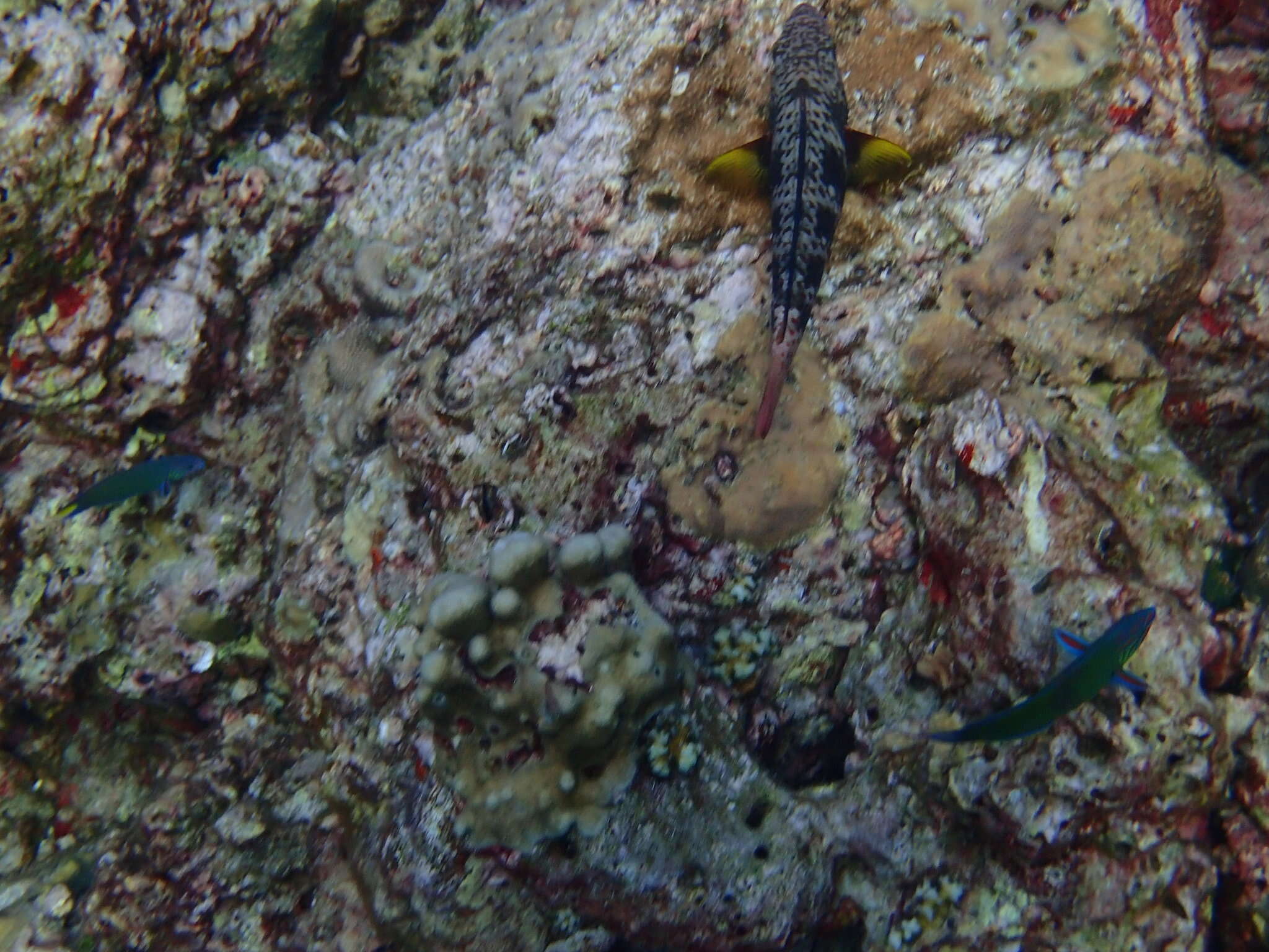 Image of Pink-margined Parrotfish