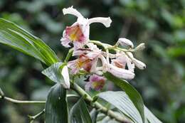 Image of Sobralia roezlii Rchb. fil.