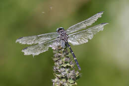 Image of Bottletail