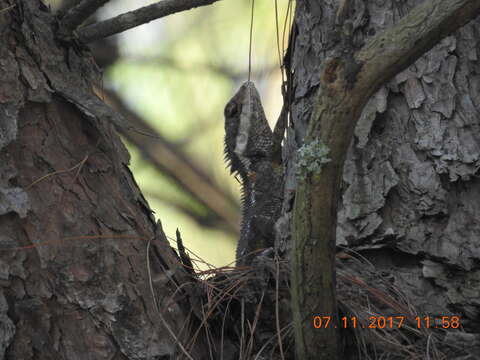 Image of Calotes geissleri