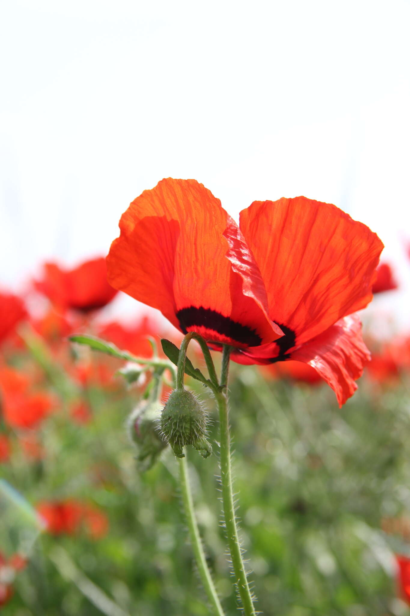 Слика од Papaver pavoninum Fisch. & C. A. Mey.