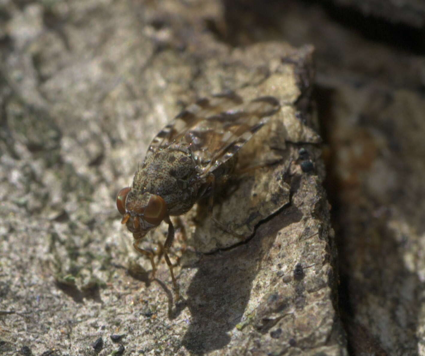 Image of Pseudotephritis approximata Banks 1914