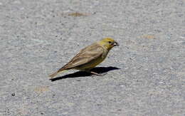 Image of Greater Yellow Finch