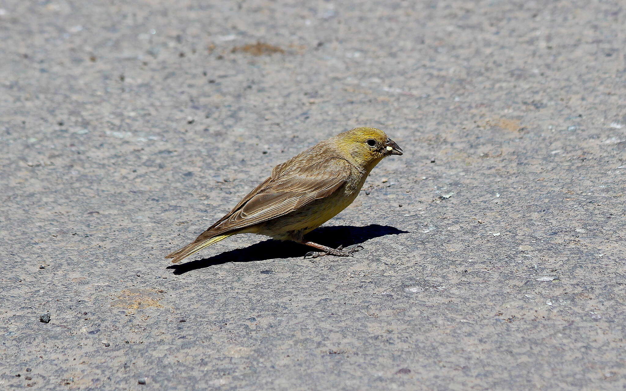 Image of Greater Yellow Finch