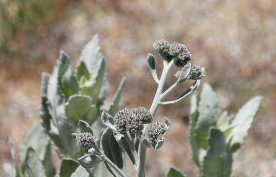 Image of woolly yerba santa