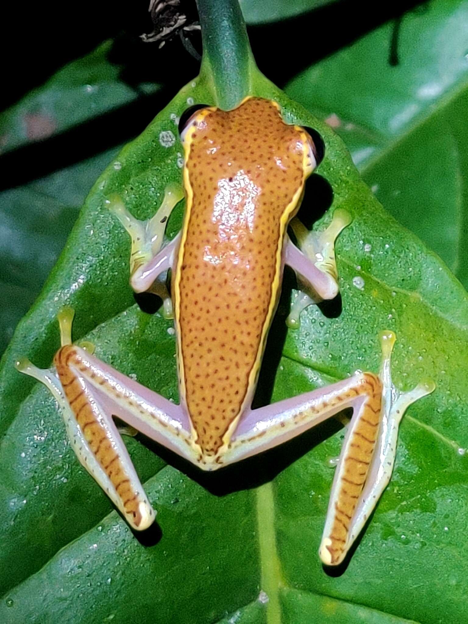 Image of Boulenger's Tree Frog