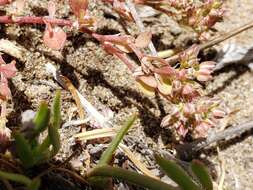 Imagem de Polycarpon tetraphyllum subsp. tetraphyllum