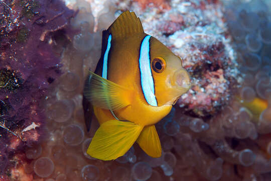 Image of Maroon clownfish