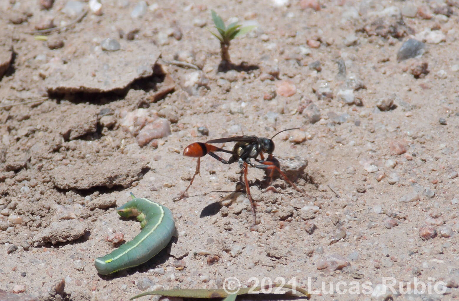 Image of Eremnophila auromaculata (Pérez 1891)