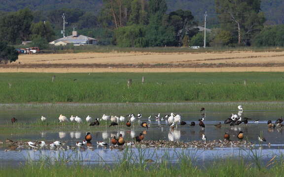 Image of Australian Red-necked Avocet