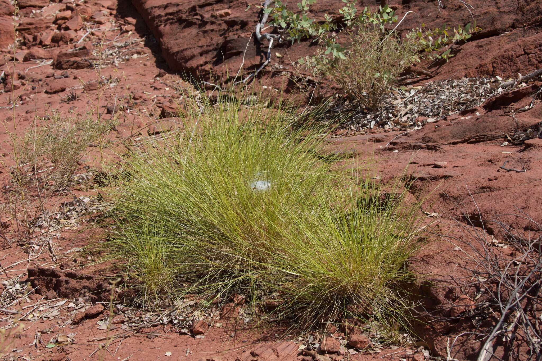 Image of Cyrtobill darwini Framenau & Scharff 2009