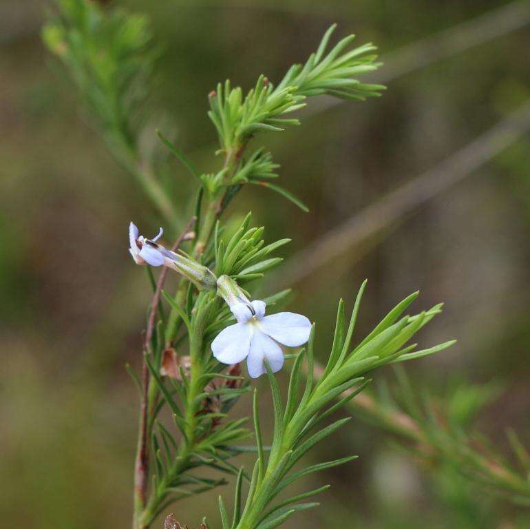 Image of Pine-leaf Lobelia