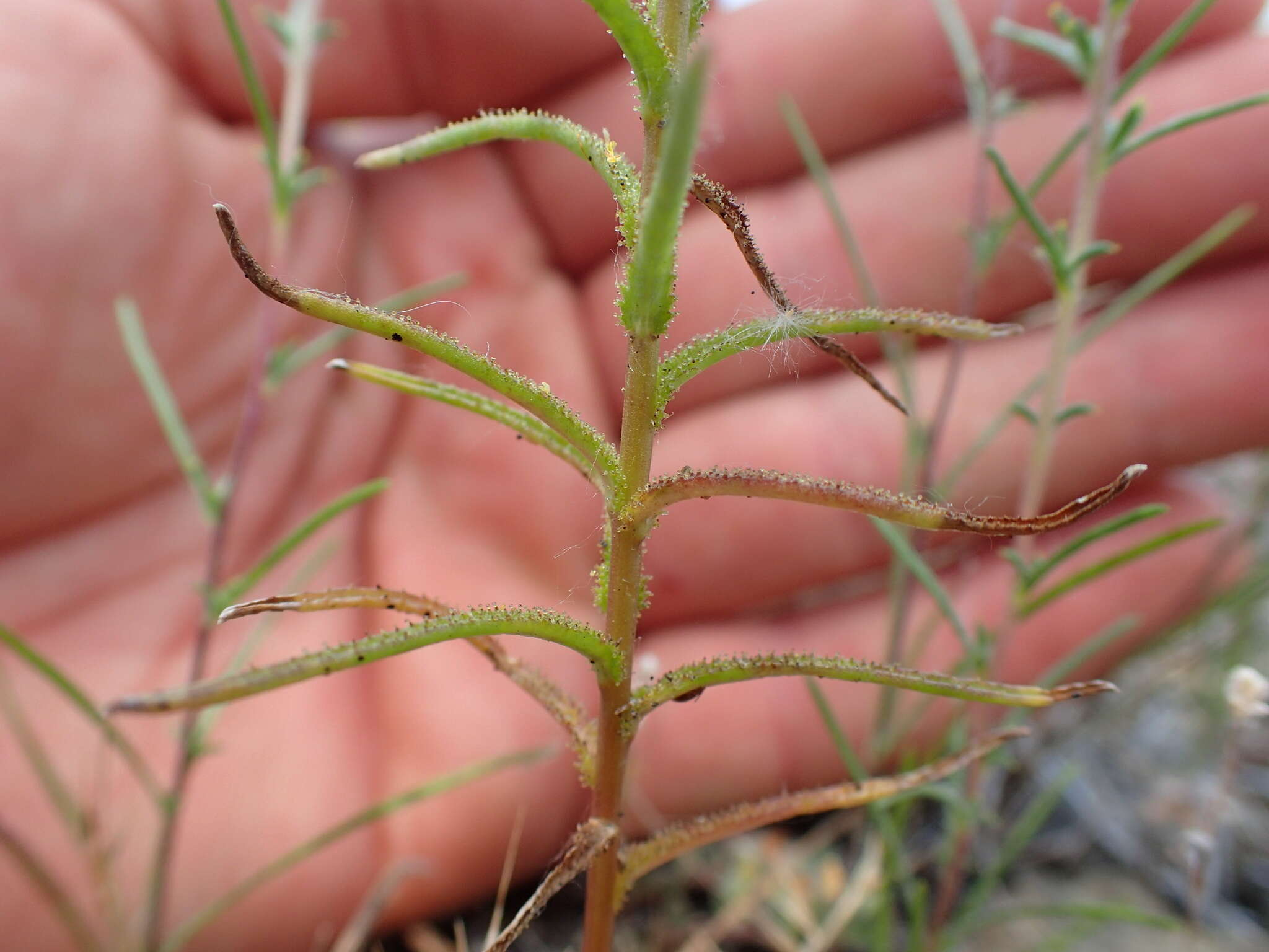 Image de Hesperolinon adenophyllum (Gray) Small