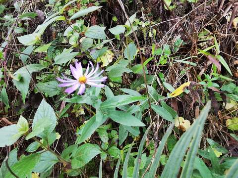 Image de Symphyotrichum carnerosanum (S. Wats.) G. L. Nesom