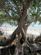 Image of Mangrove apple