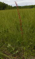 Rumex arcticus Trautv.的圖片