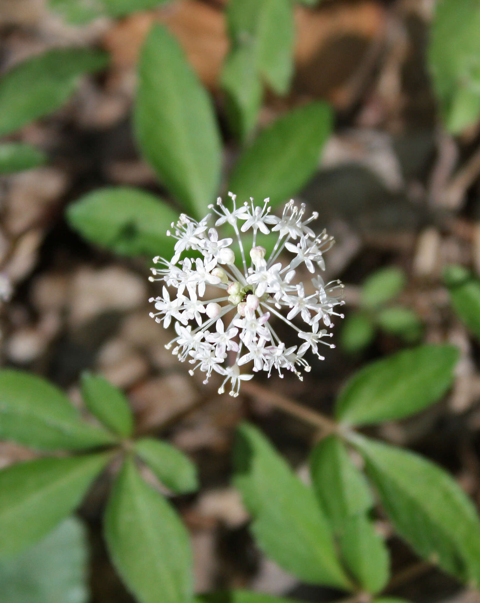 Image of dwarf ginseng