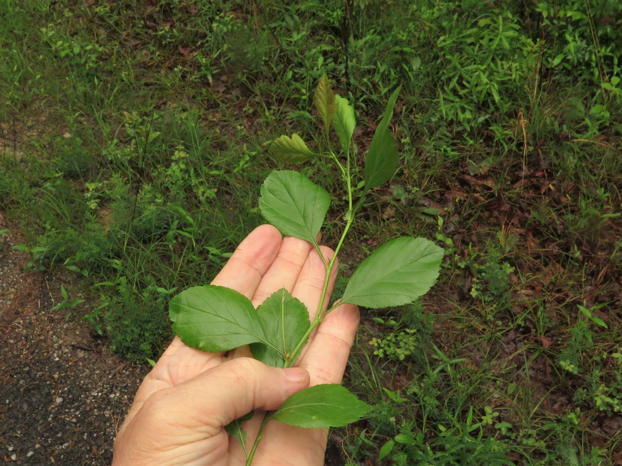 Слика од Crataegus viridis L.