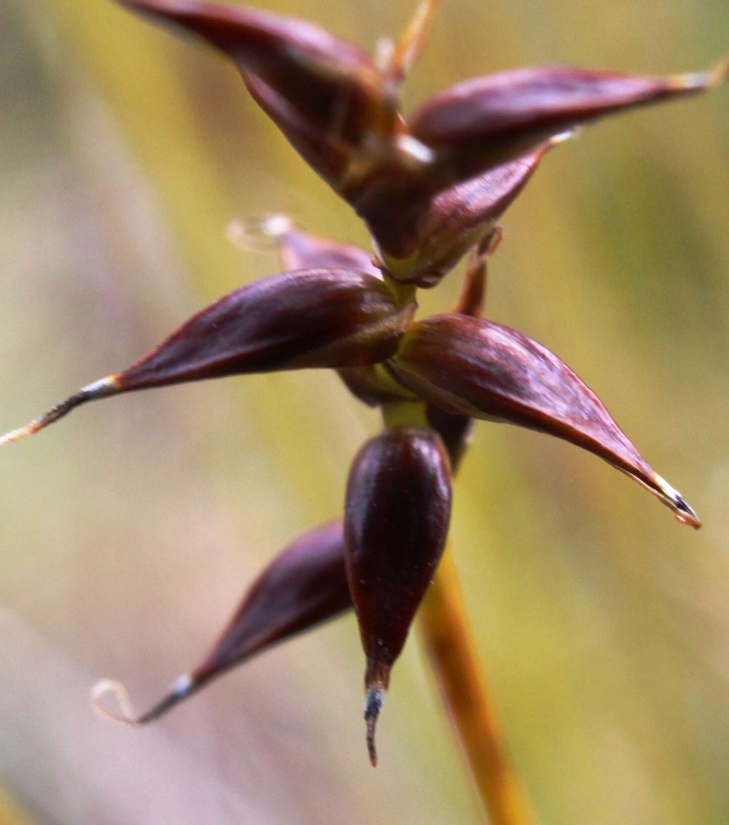 Слика од Carex parallela subsp. redowskiana (C. A. Mey.) T. V. Egorova