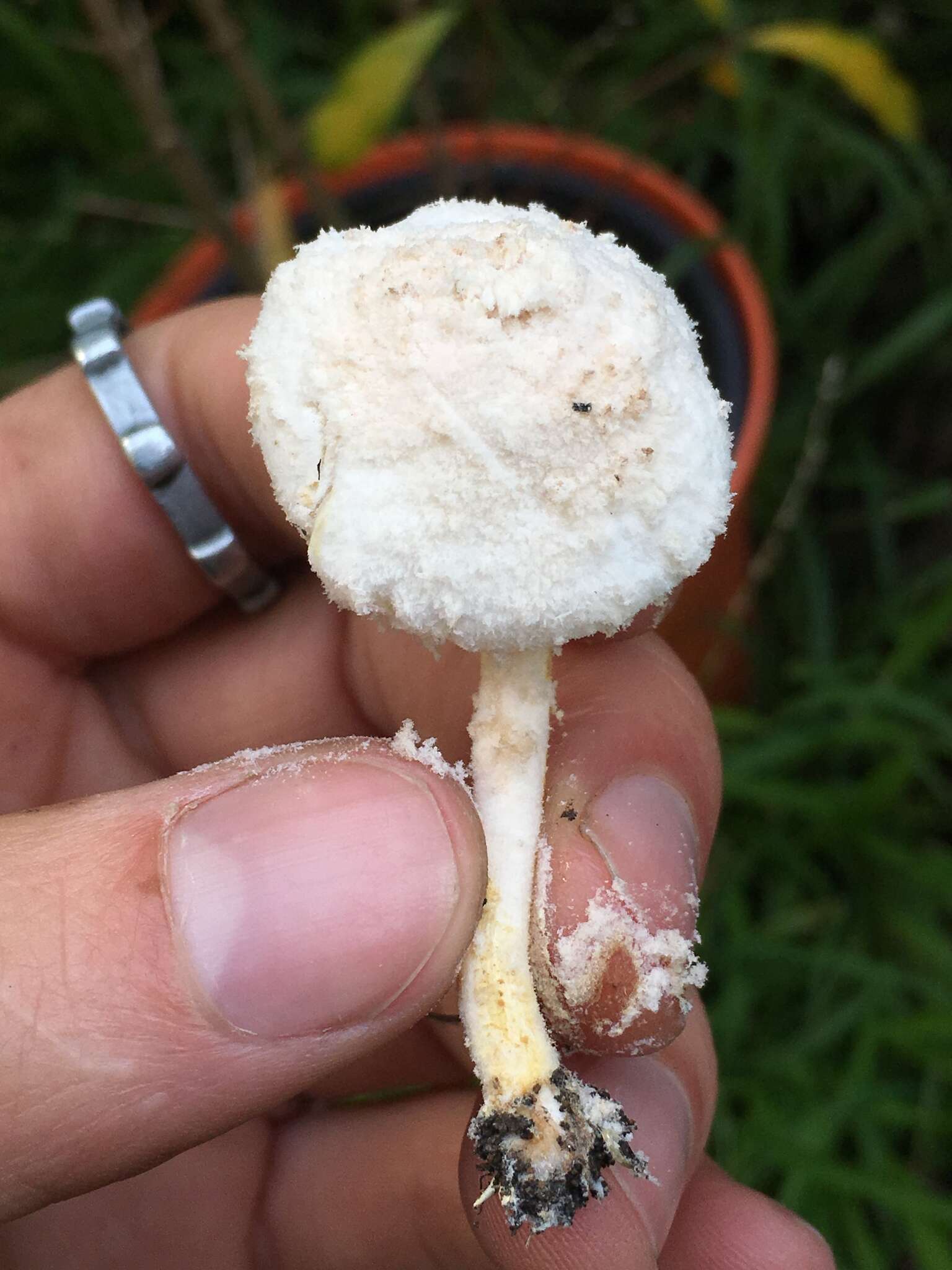 Image of Cystolepiota seminuda (Lasch) Bon 1976