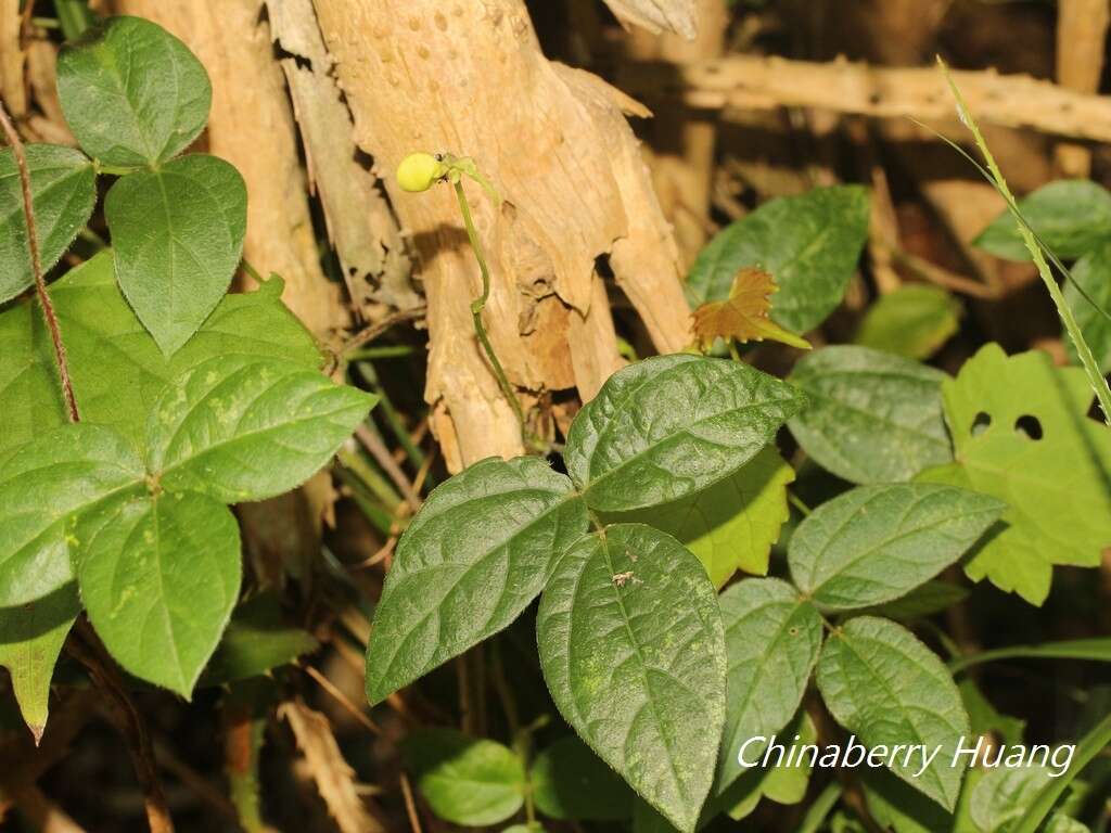 Image of cowpea