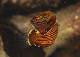 Image of Blue Spotted Wrasse