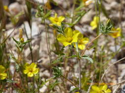 Image of whitestem blazingstar