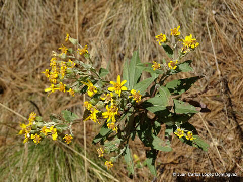 Слика од Senecio argutus Kunth