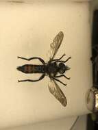 Imagem de Laphria gilva (Linnaeus 1758)