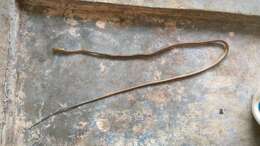 Image of Giri's Bronzeback Tree Snake
