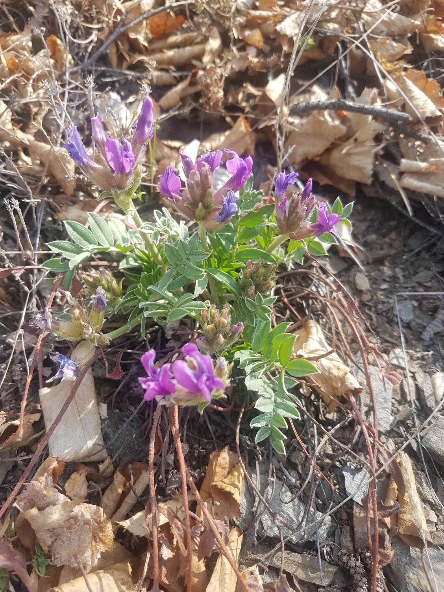 Oxytropis grandiflora (Pall.) DC. resmi