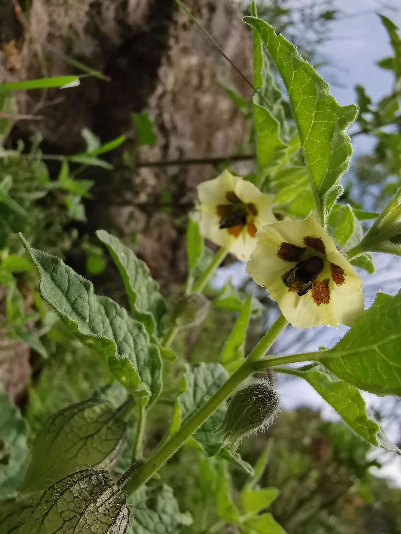 Image of Physalis sordida Fern.